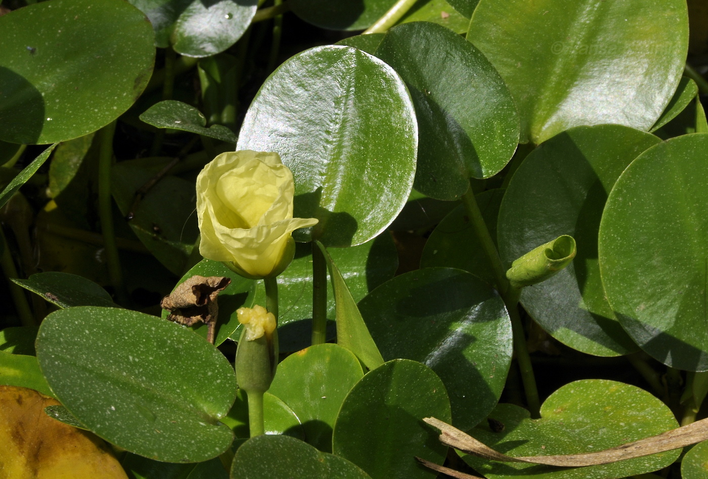 Image of Hydrocleys nymphoides specimen.