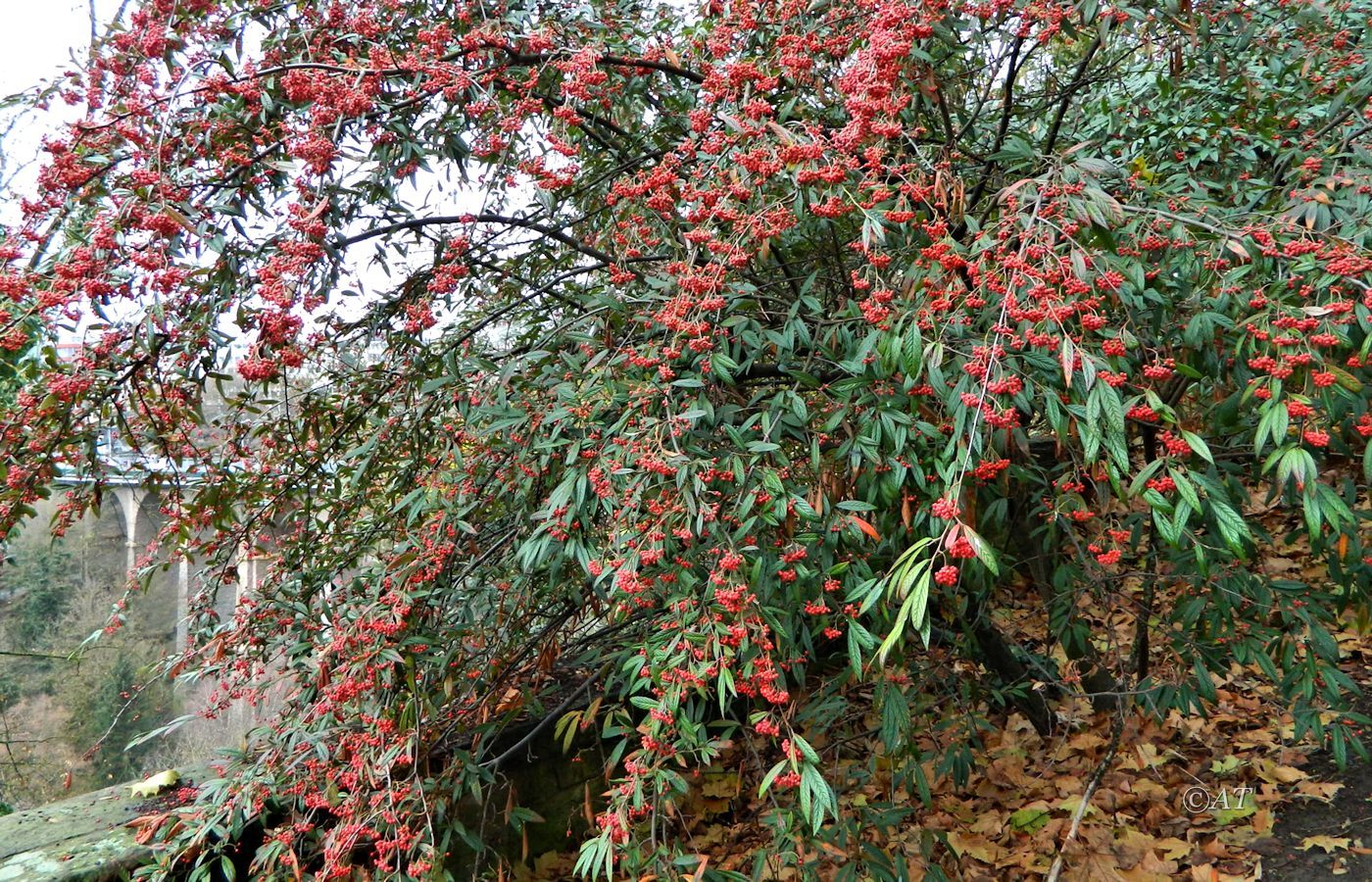 Image of Cotoneaster salicifolius specimen.