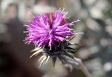 Cousinia bonvalotii