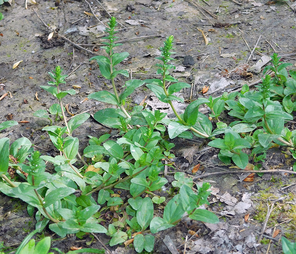 Image of Veronica serpyllifolia specimen.