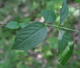 Euonymus latifolius