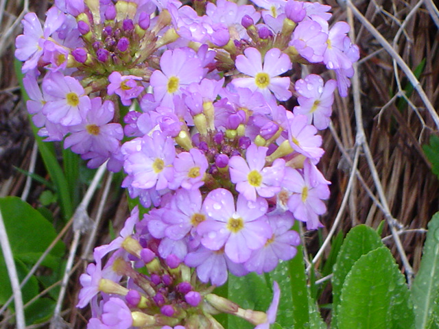 Image of Primula auriculata specimen.