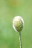 genus Papaver