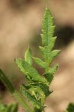 Papaver rhoeas. Стеблевой лист. Псковская обл., Порховский р-н, окр. дер. Заборовье, залежь. 15.06.2025.