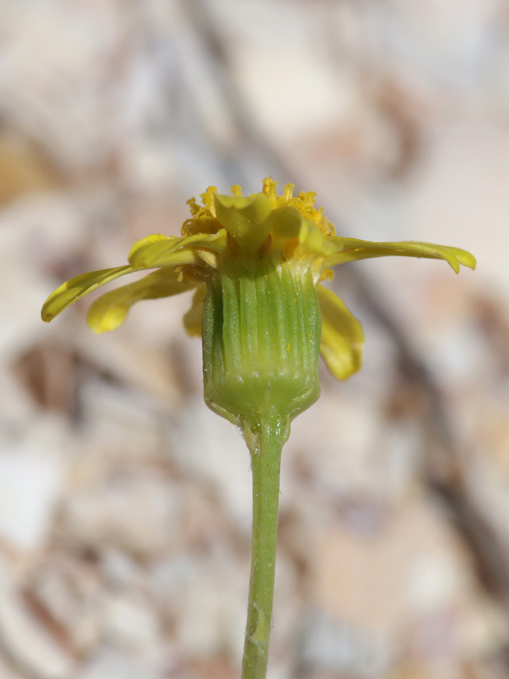 Изображение особи Senecio noeanus.