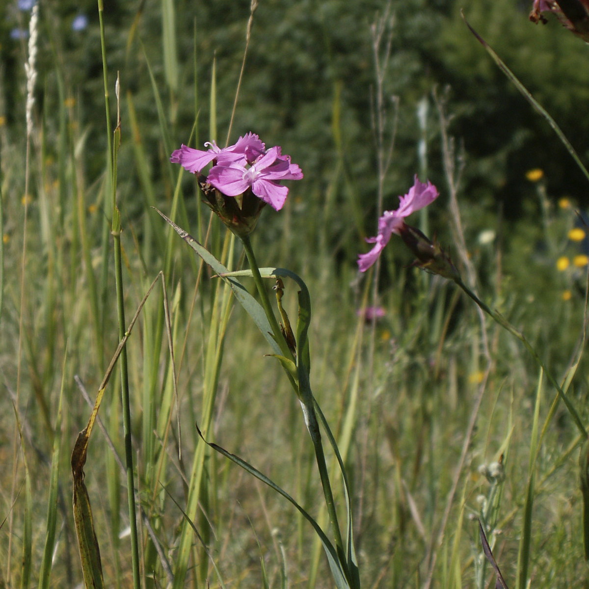 Image of genus Dianthus specimen.