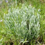 Galatella villosa