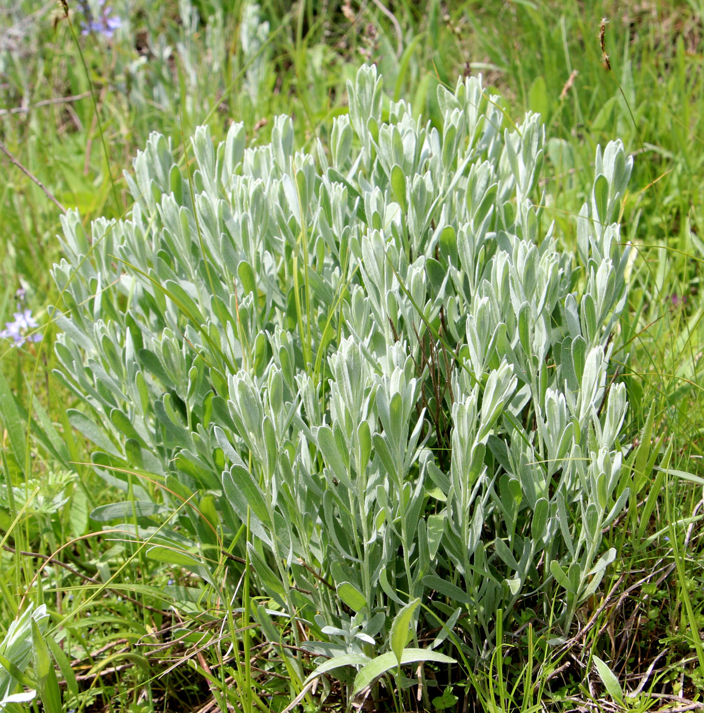 Image of Galatella villosa specimen.