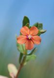 Anagallis arvensis