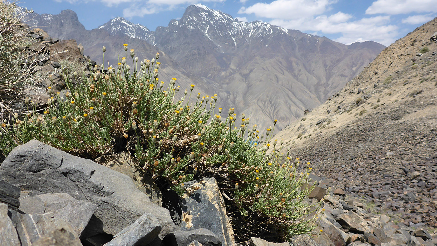 Image of Xylanthemum pamiricum specimen.