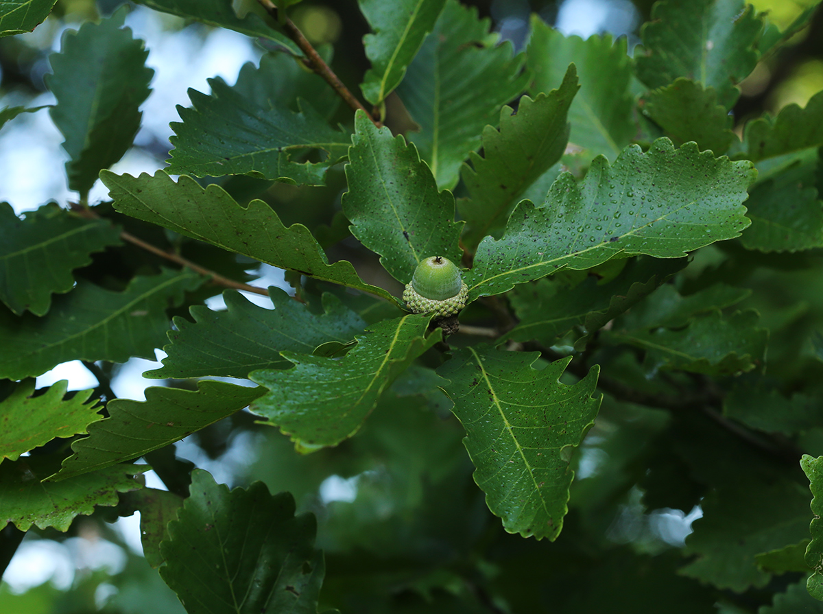 Image of Quercus mongolica specimen.