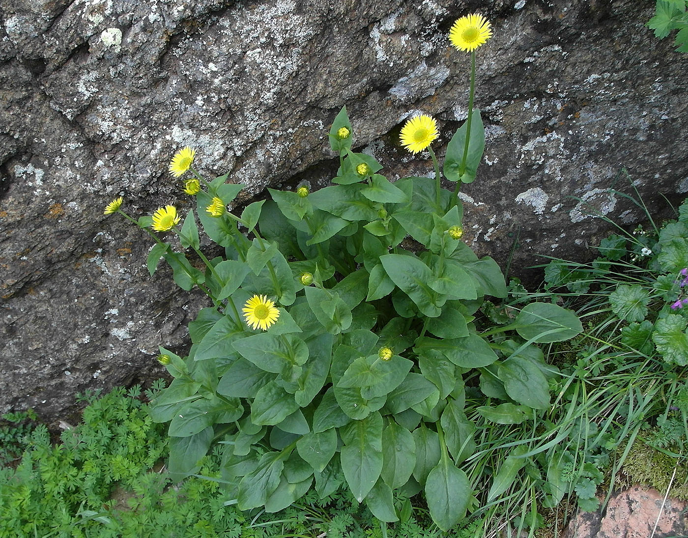 Изображение особи Doronicum turkestanicum.