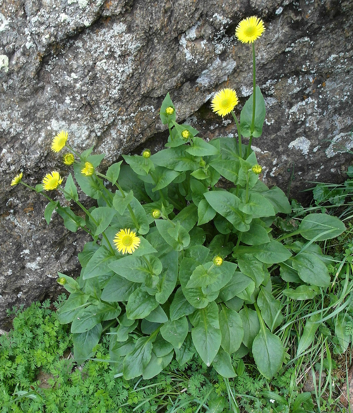 Изображение особи Doronicum turkestanicum.