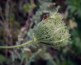 Daucus carota