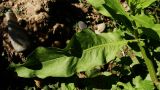 Rumex maritimus. Лист в основании растения. Хабаровский край, г. Комсомольск-на-Амуре, зарастающий карьер. 14.09.2025.