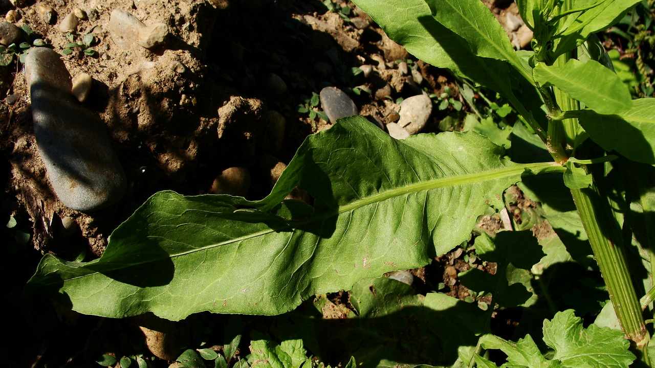 Изображение особи Rumex maritimus.