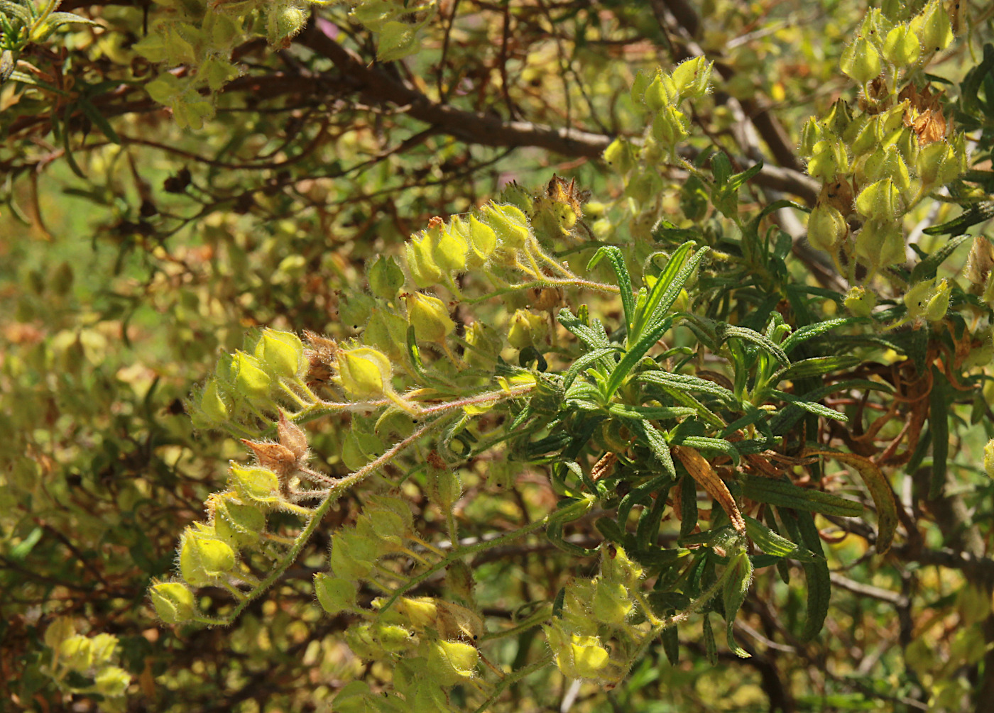 Image of Cistus monspeliensis specimen.