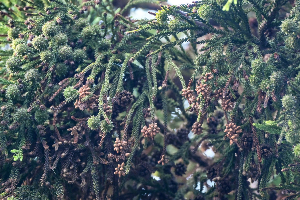 Image of Cryptomeria japonica specimen.