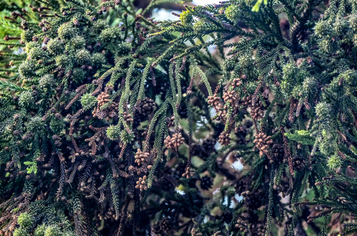 Изображение особи Cryptomeria japonica.
