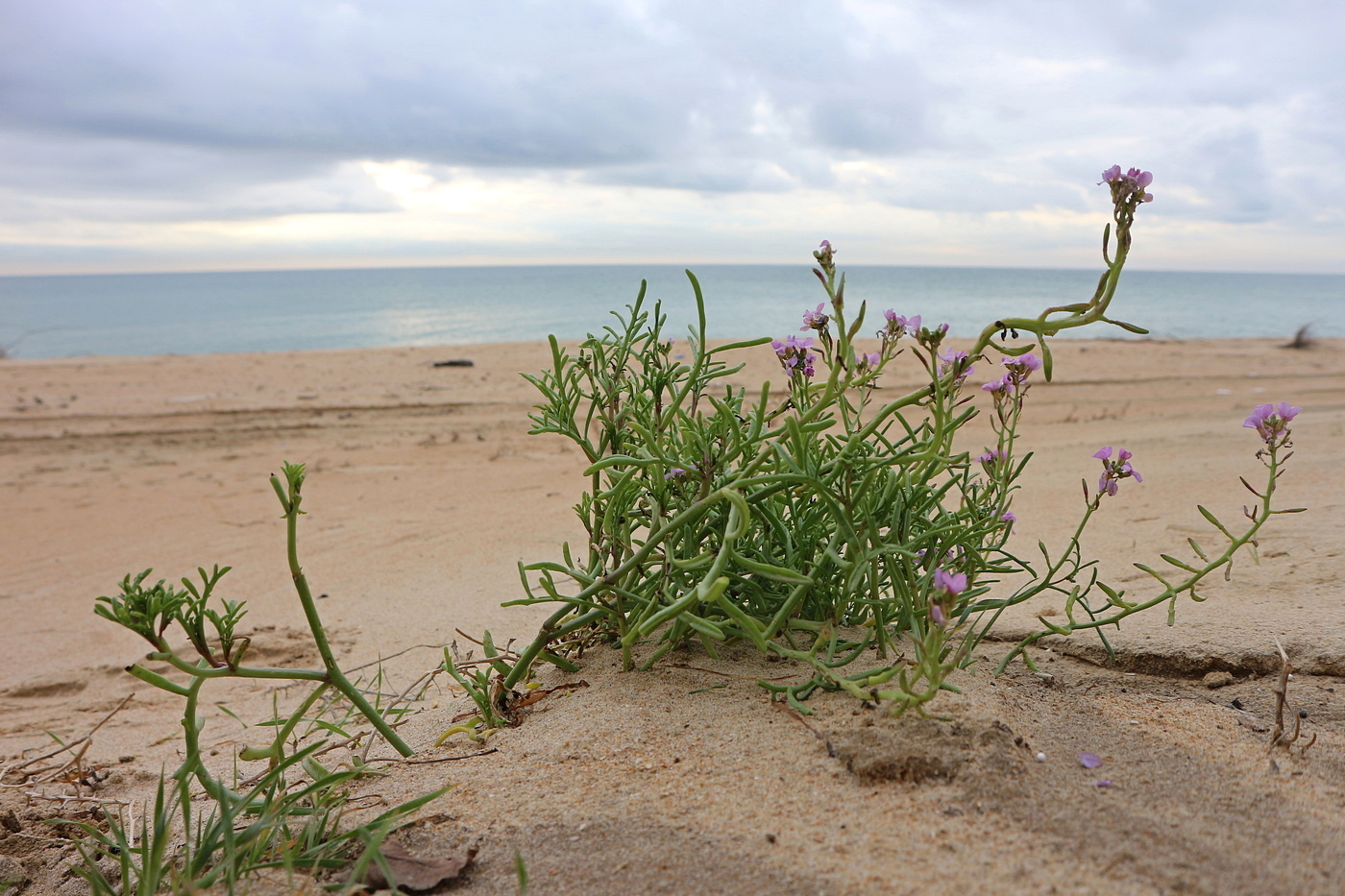 Изображение особи Cakile euxina.