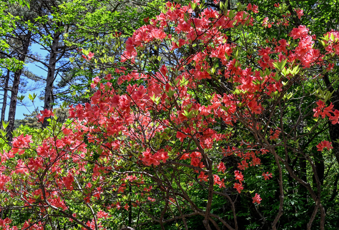 Image of Rhododendron kaempferi specimen.