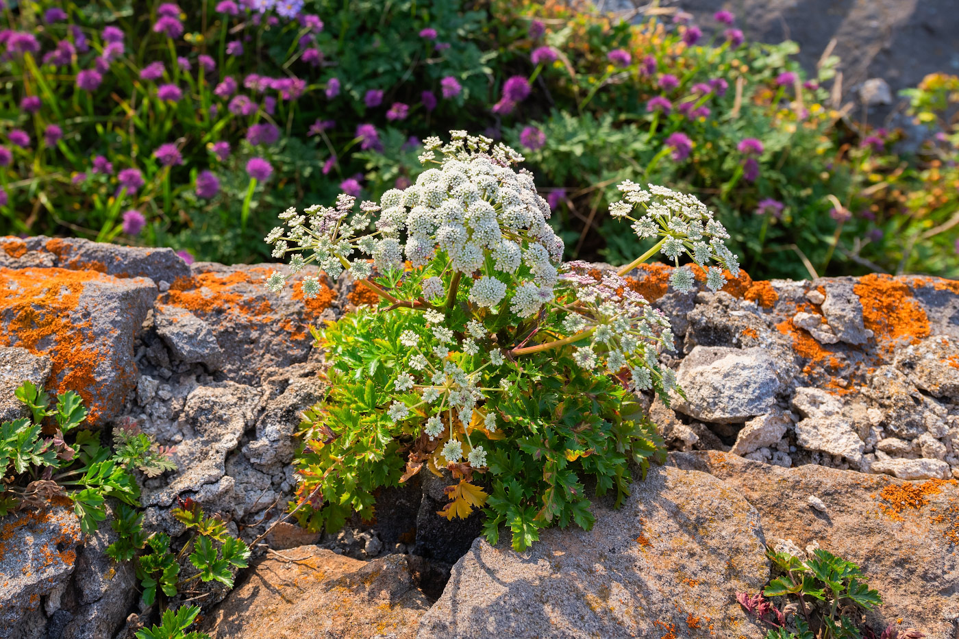 Image of Kitagawia terebinthacea specimen.