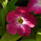 Image of taxon representative. Author is Сергей Глотов