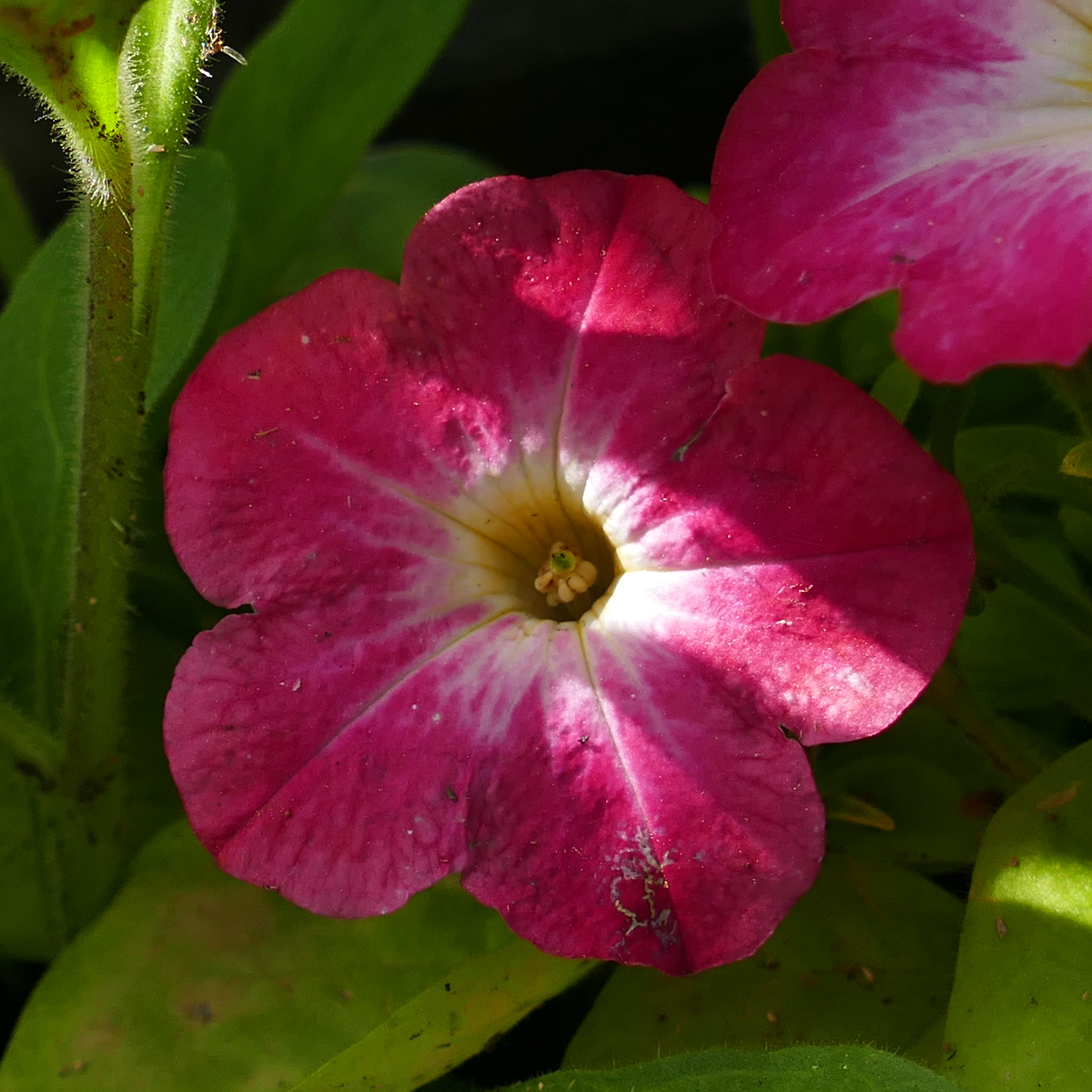 Image of Petunia &times; atkinsiana specimen.