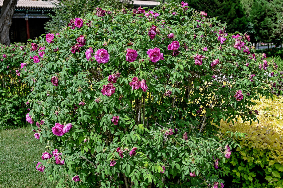 Изображение особи род Rosa.