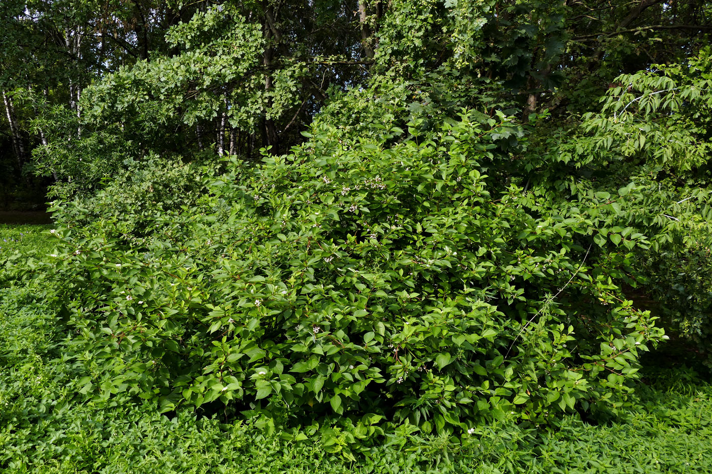 Image of Swida sericea specimen.