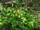 Cypripedium calceolus
