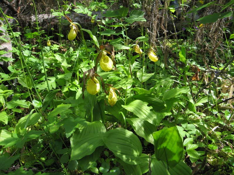 Изображение особи Cypripedium calceolus.