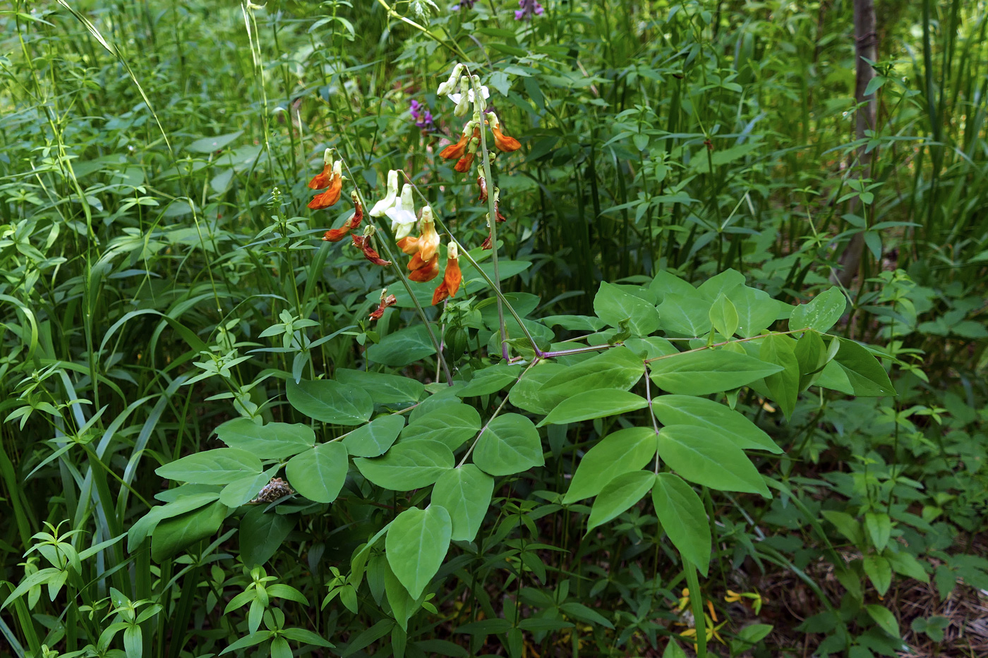 Изображение особи Lathyrus gmelinii.