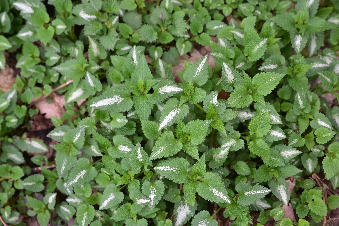 Изображение особи Lamium maculatum.