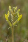 Image of taxon representative. Author is Илья Михеев