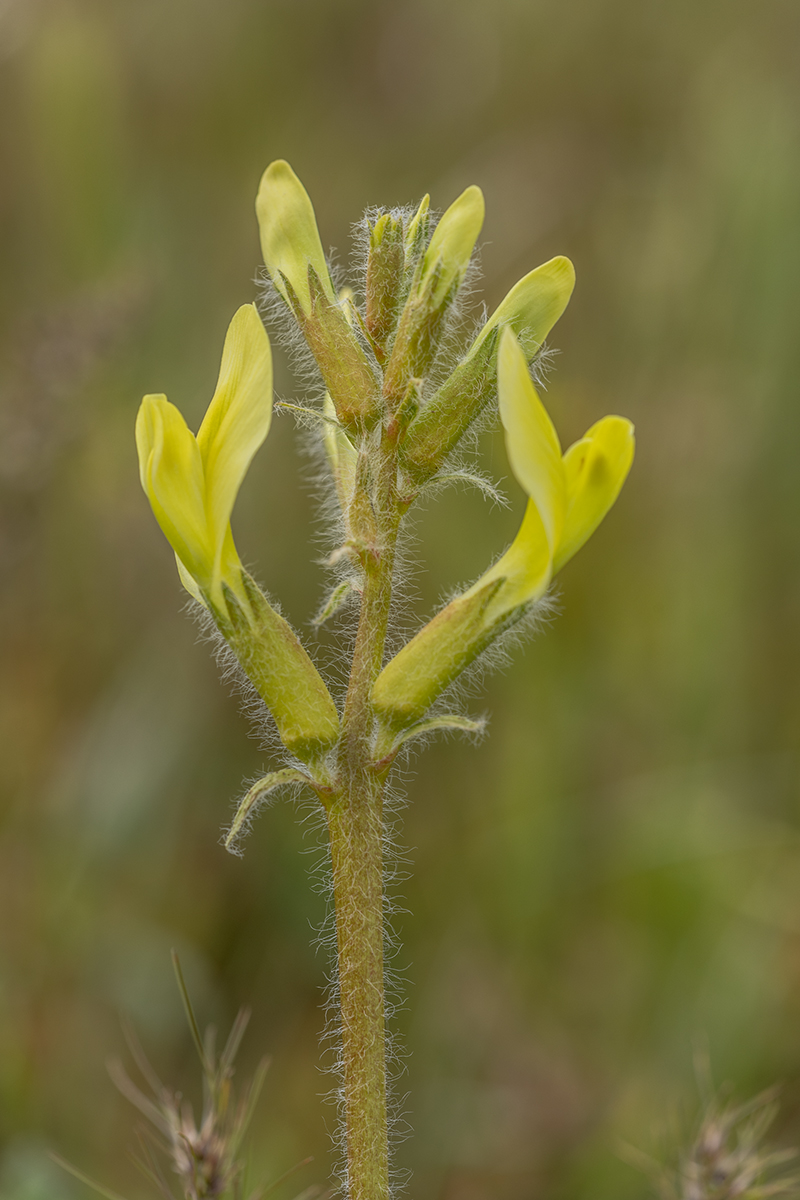 Image of Astragalus longipetalus specimen.