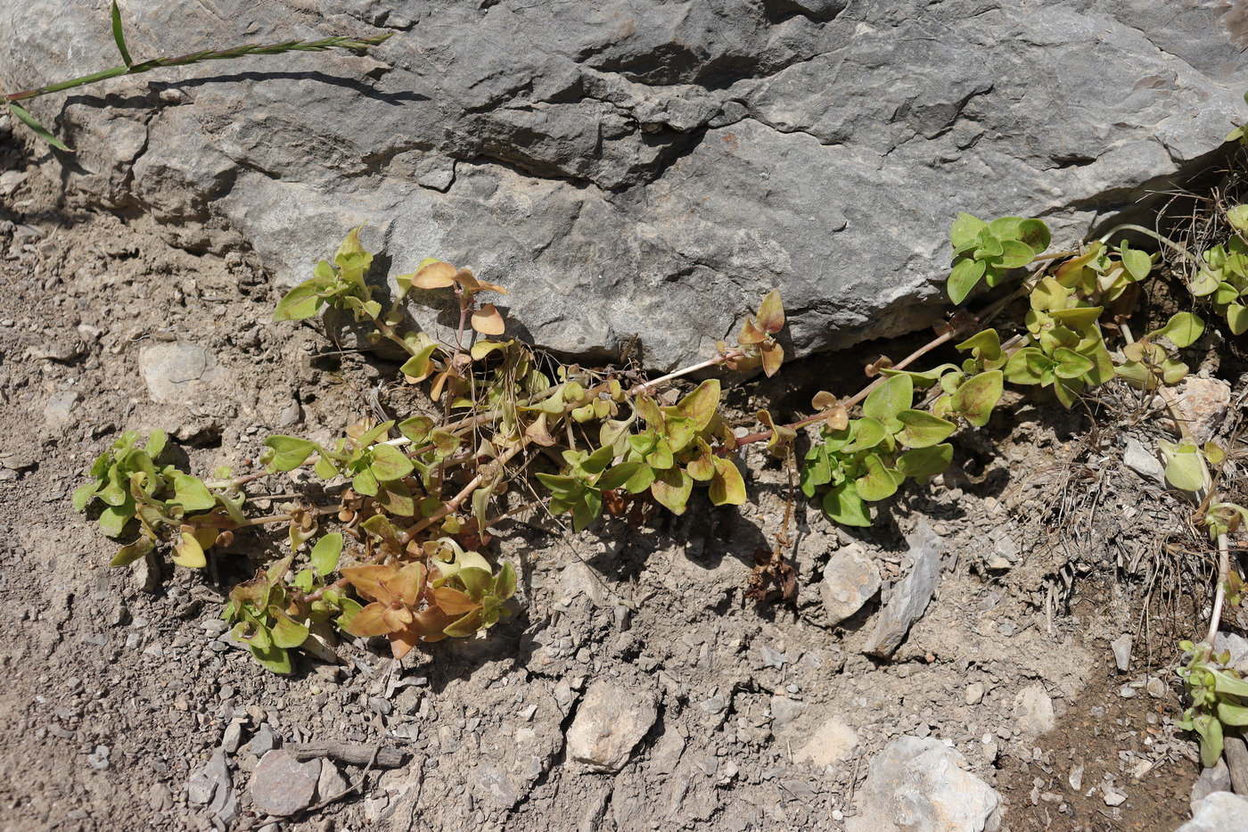 Изображение особи Theligonum cynocrambe.
