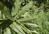 Castanea sativa. Верхушка ветви с соцветиями; видна абаксиальная поверхность листьев. Испания, Каталония, пров. Барселона, комарка Осона, муниципалитет Виланова-де-Сау, водохранилище Сау, залесённый склон сев. экспозиции, обочина дороги. 31.05.2026.