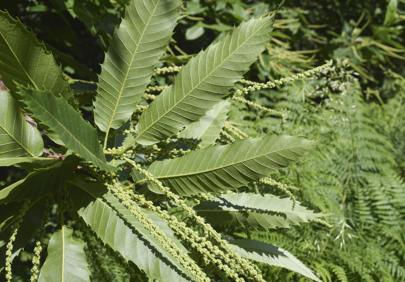 Image of Castanea sativa specimen.