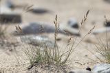 Festuca vorobievii. Цветущее растение. Приморский край, Лазовский р-н, Лазовский запов., берег бухты Просёлочная, песчаная морская терраса. 13.06.2026.