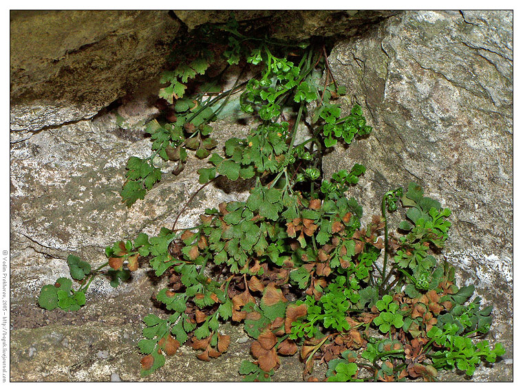 Изображение особи Asplenium ruta-muraria.