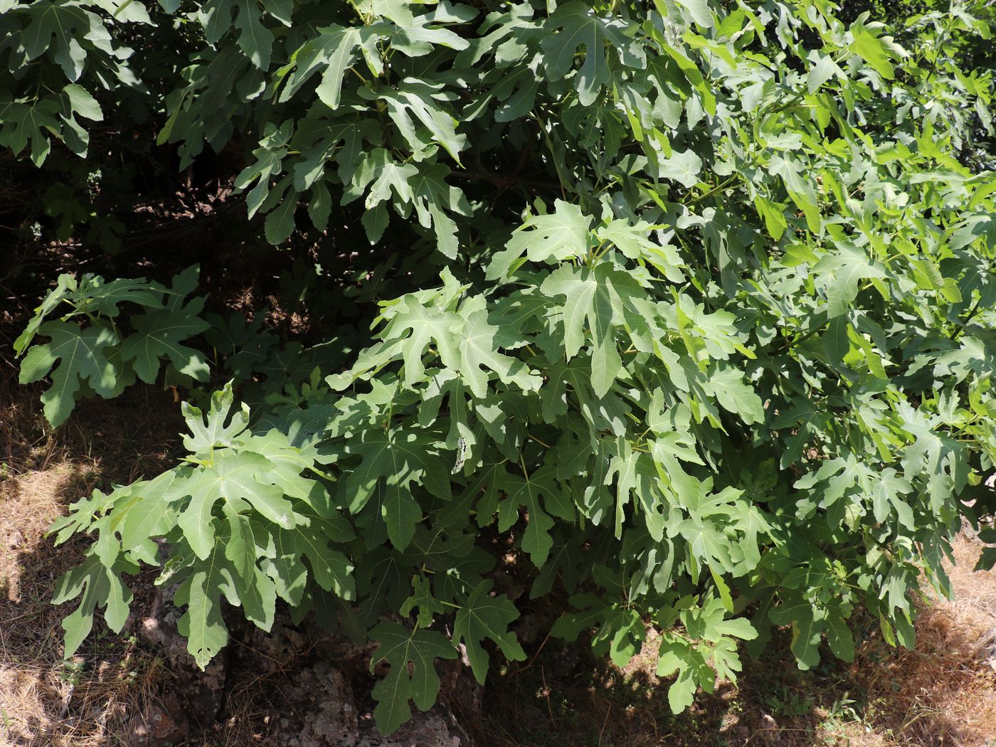Изображение особи Ficus carica.