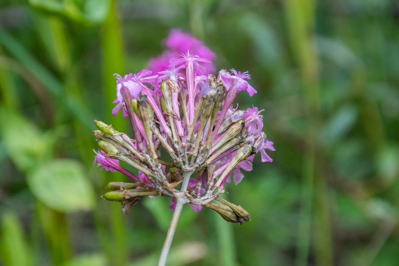 Image of Silene compacta specimen.