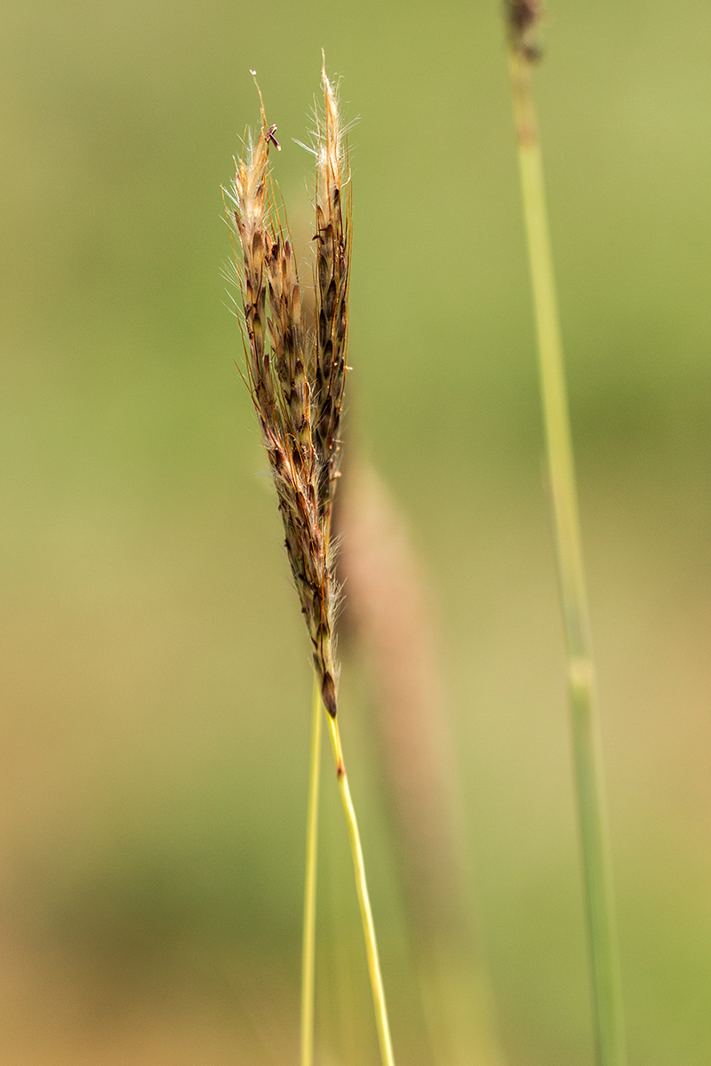 Изображение особи Bothriochloa ischaemum.