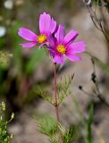 Смотреть изображение Cosmos bipinnatus