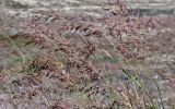 genus Calamagrostis. Верхушки побегов с соцветиями. Калининградская обл., Зеленоградский р-н, Куршская коса, песчаный склон. 30.06.2025.