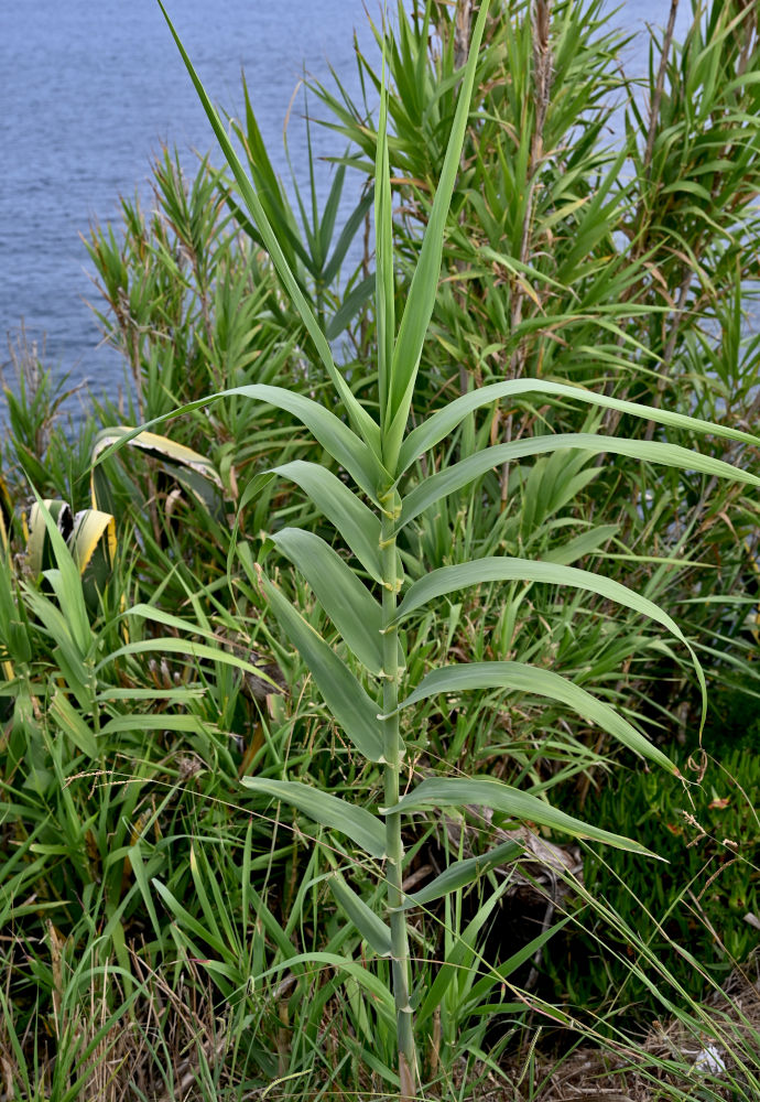 Изображение особи Arundo donax.