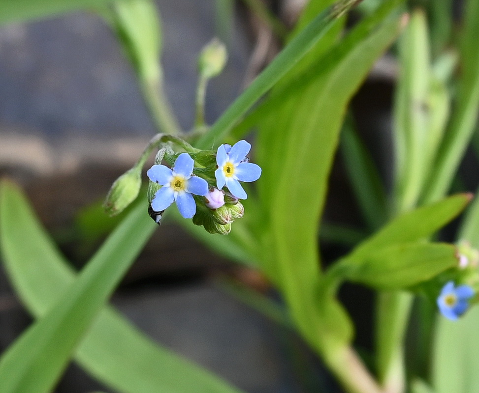 Image of genus Myosotis specimen.