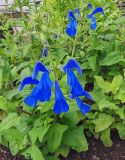 Salvia patens. Верхушка цветущего растения (хлороз?). Москва, Аптекарский огород. 23.07.2026.