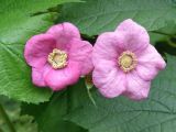 Rubus odoratus. Цветки. Окр. Томска, дачный участок. 21 июля 2010 г.